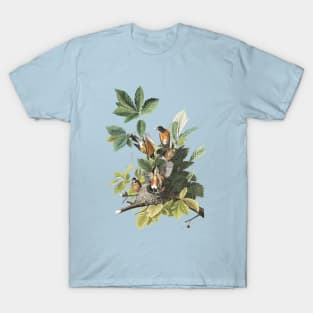 Audubon American Robin T-Shirt